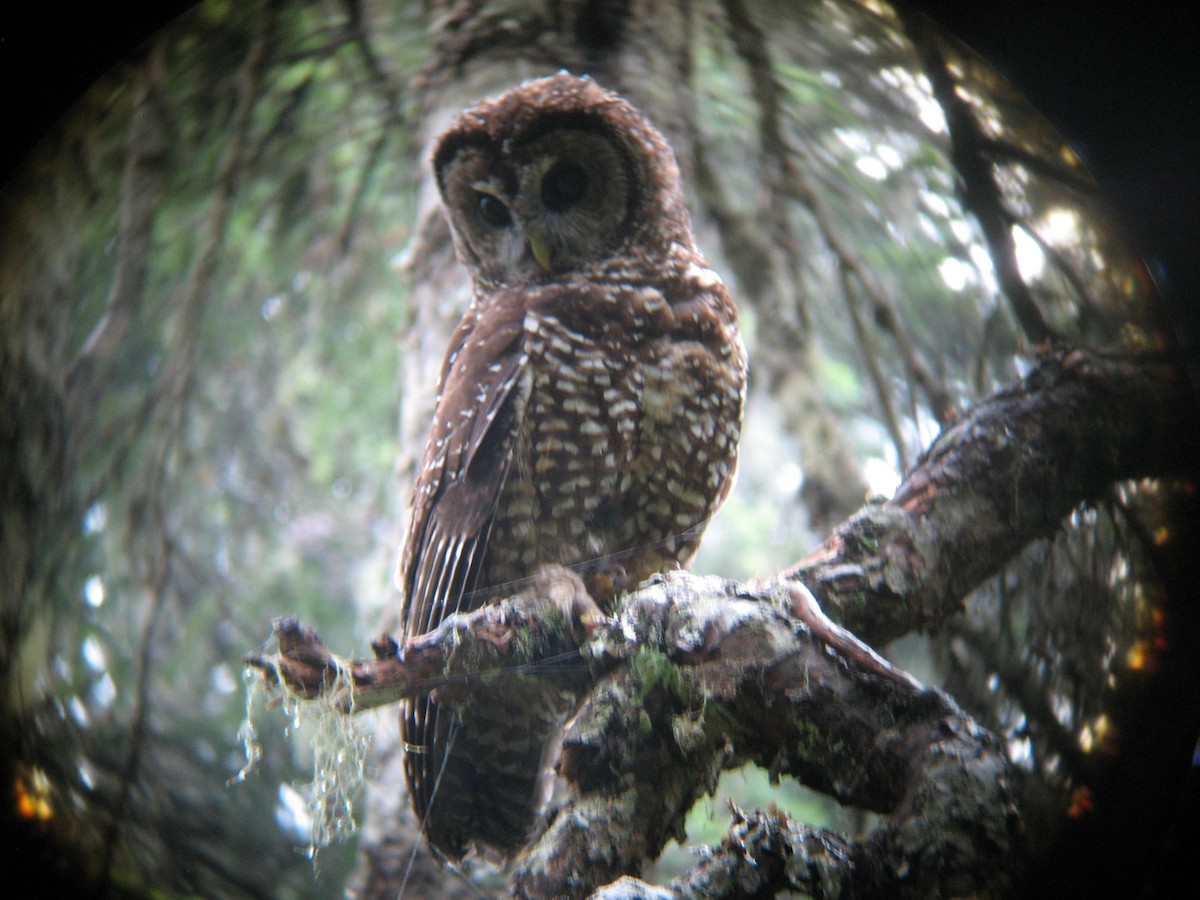 Spotted Owl - ML249434011