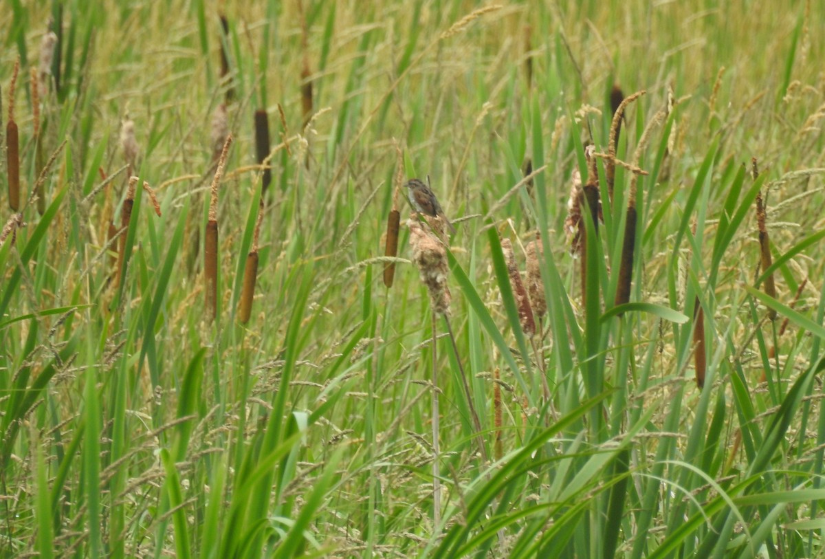 Swamp Sparrow - ML249435701