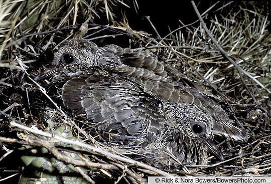 Breeding Mourning Dove Zenaida Macroura Birds Of The World