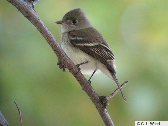 least flycatcher