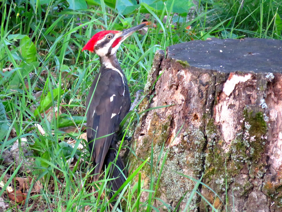 Pileated Woodpecker - ML249443461