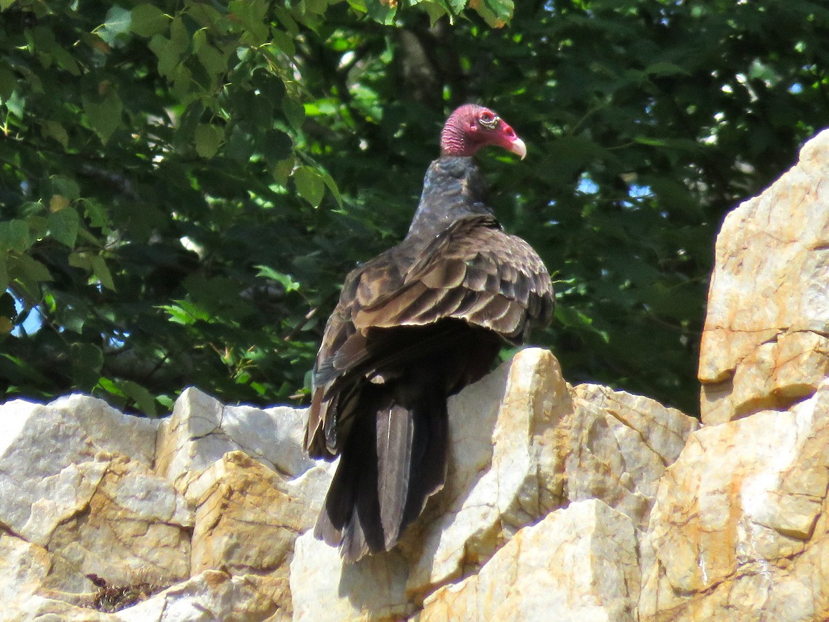 Turkey Vulture - ML249446091