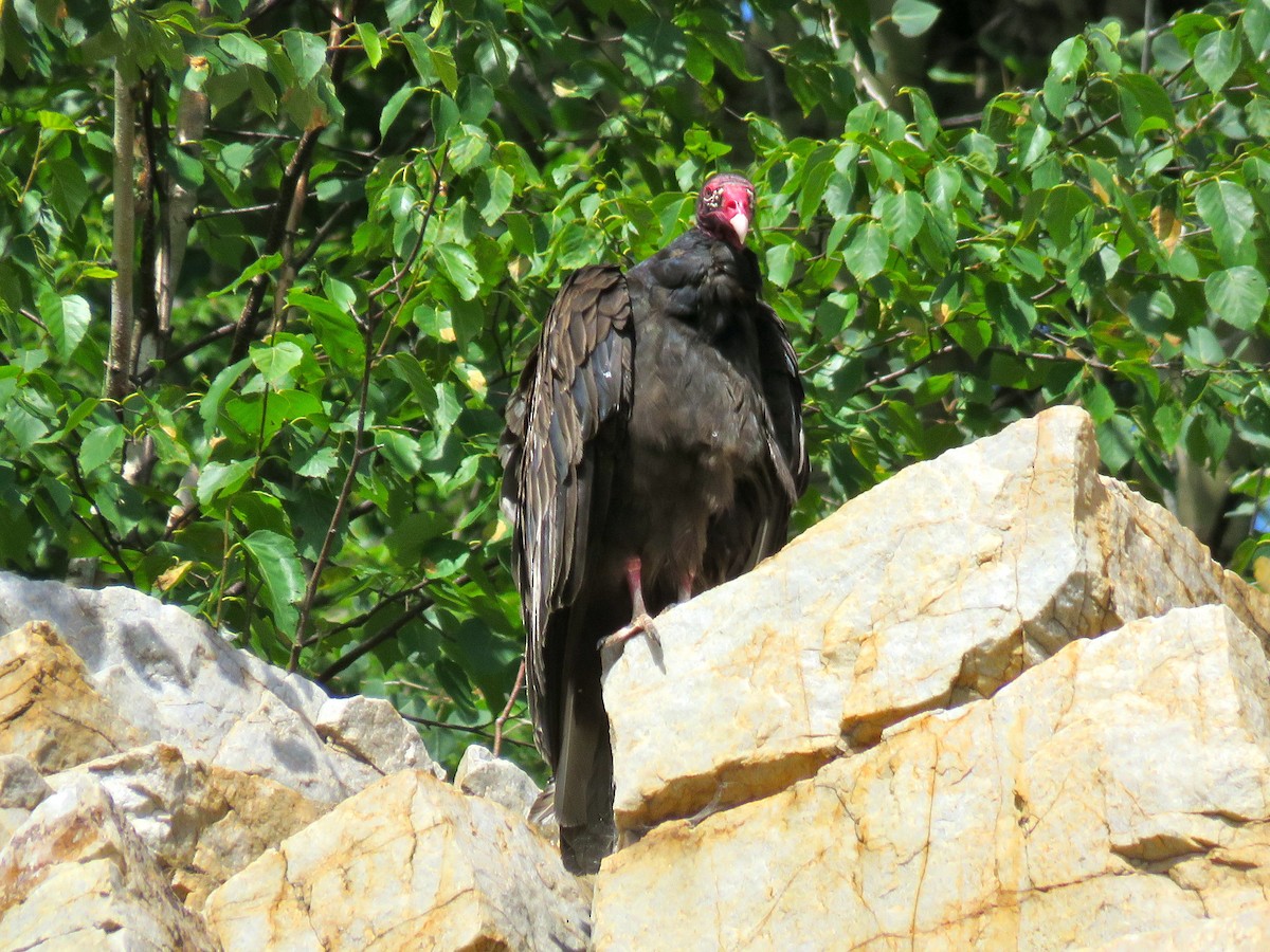 Turkey Vulture - ML249446111