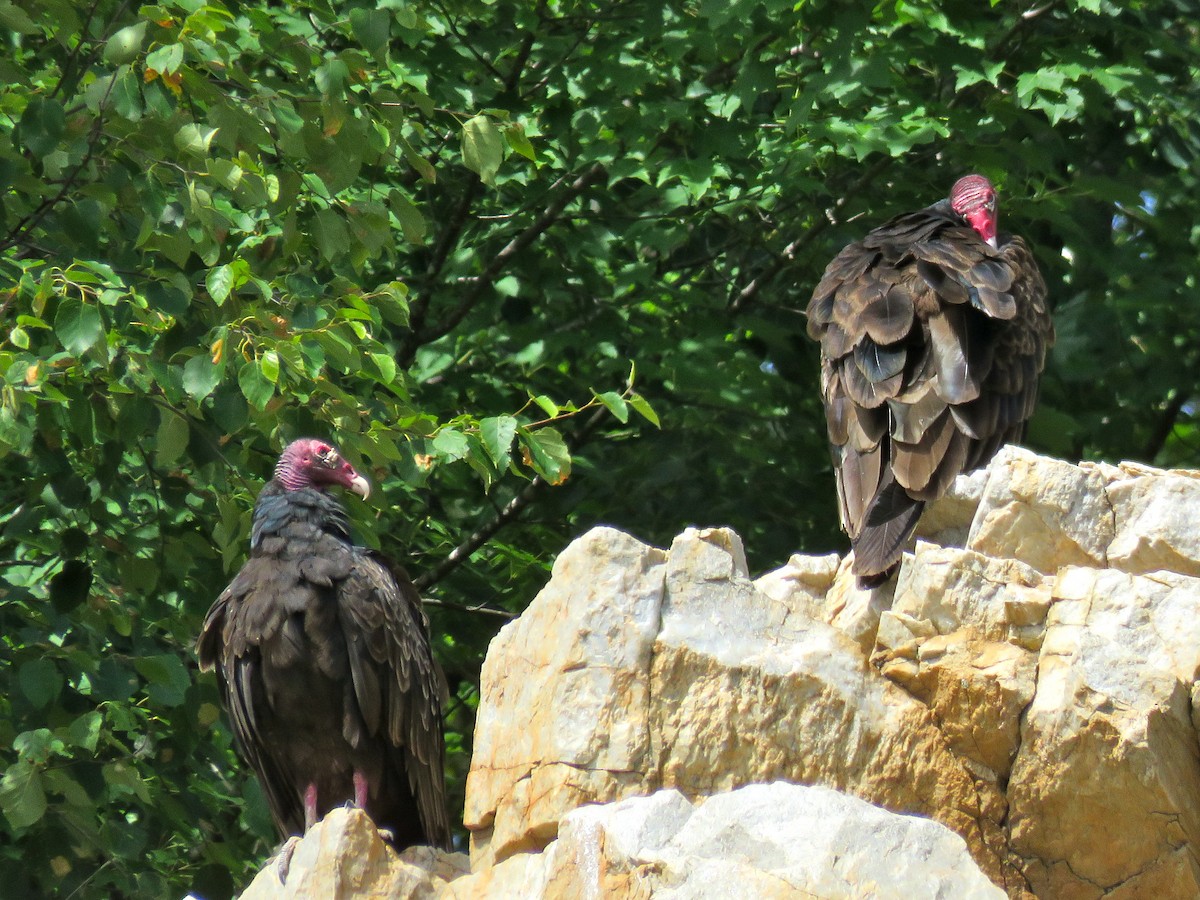 Turkey Vulture - ML249446121