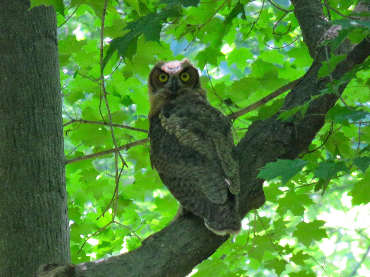 Great Horned Owl - ML249446441