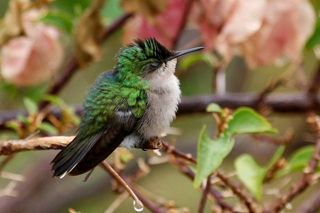 Antillean Crested Hummingbird - ML249451301