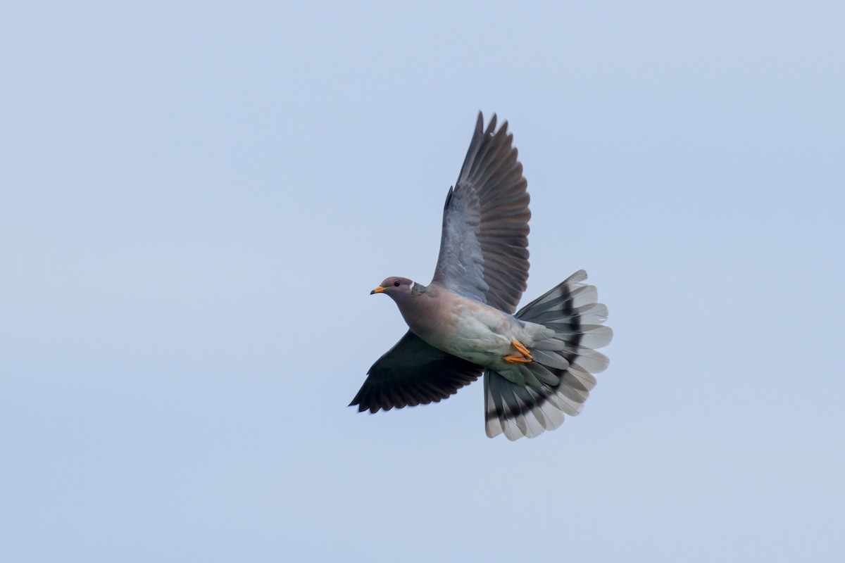 Band-tailed Pigeon - Frank Lin