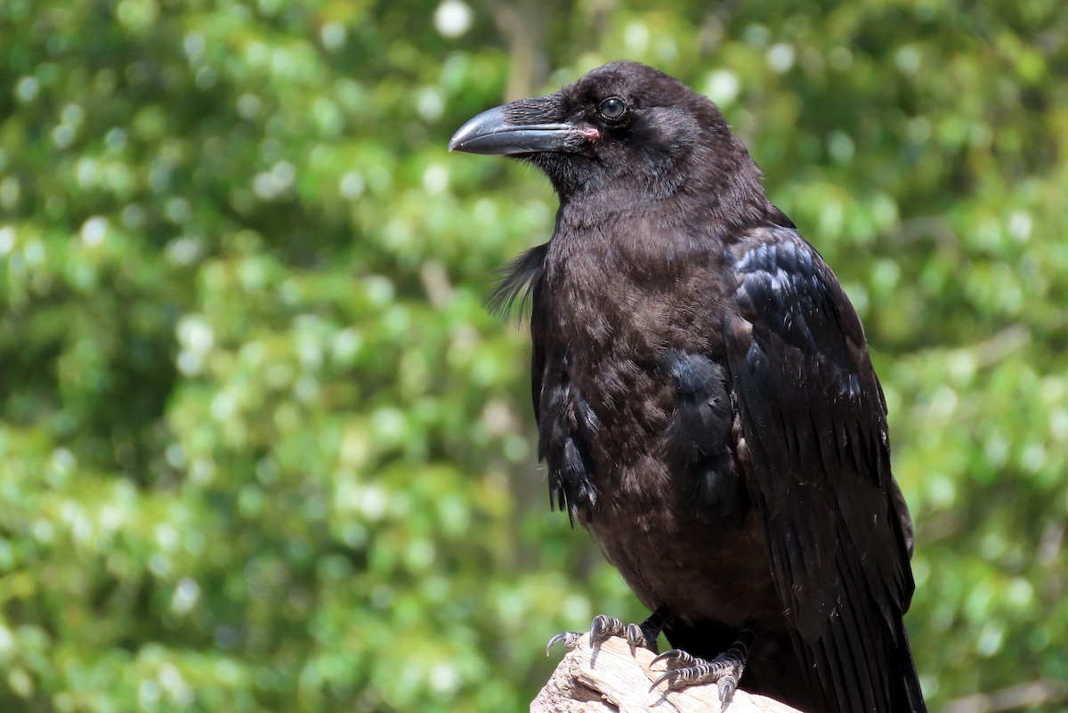 Common Raven - Brad Vissia