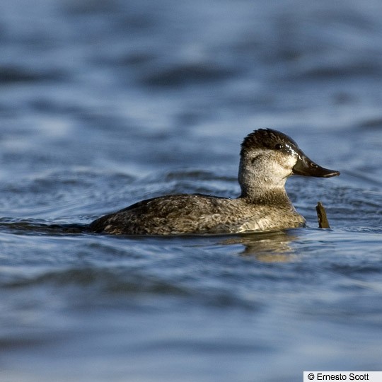 Plumages, Molts, and Structure - Ruddy Duck - Oxyura jamaicensis - Birds of  the World