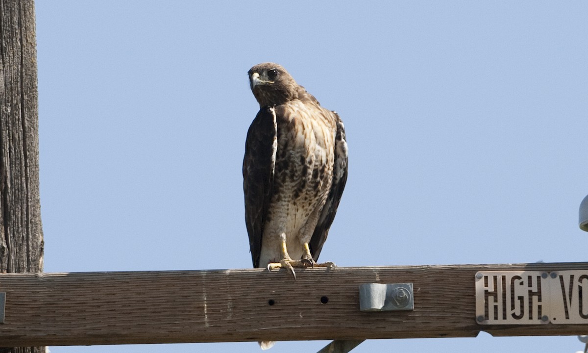 Red-tailed Hawk (calurus/alascensis) - ML249455781