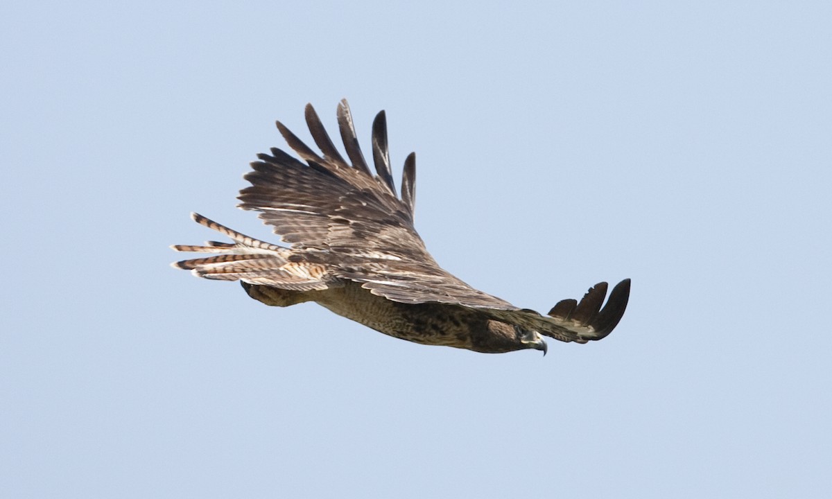Red-tailed Hawk (calurus/alascensis) - ML249455821