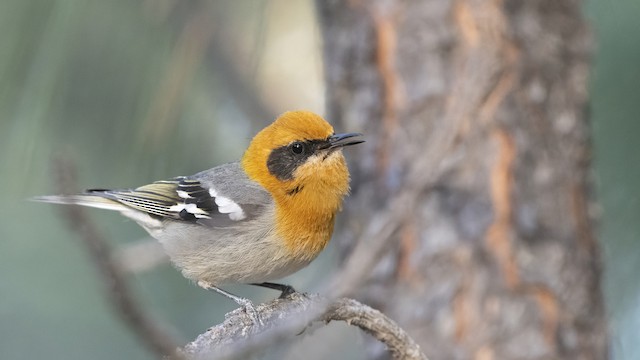 Olive Warbler - eBird