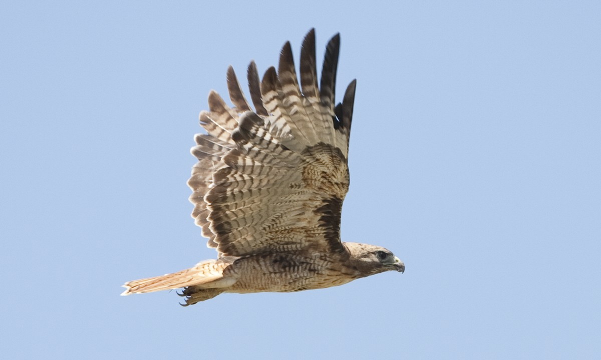 Red-tailed Hawk (calurus/alascensis) - ML249456671