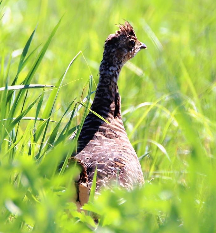 Greater Prairie-Chicken - Mark Mahaffey