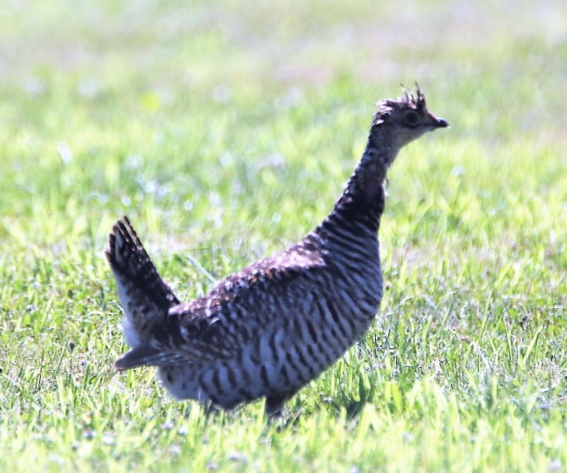 Greater Prairie-Chicken - ML249457391