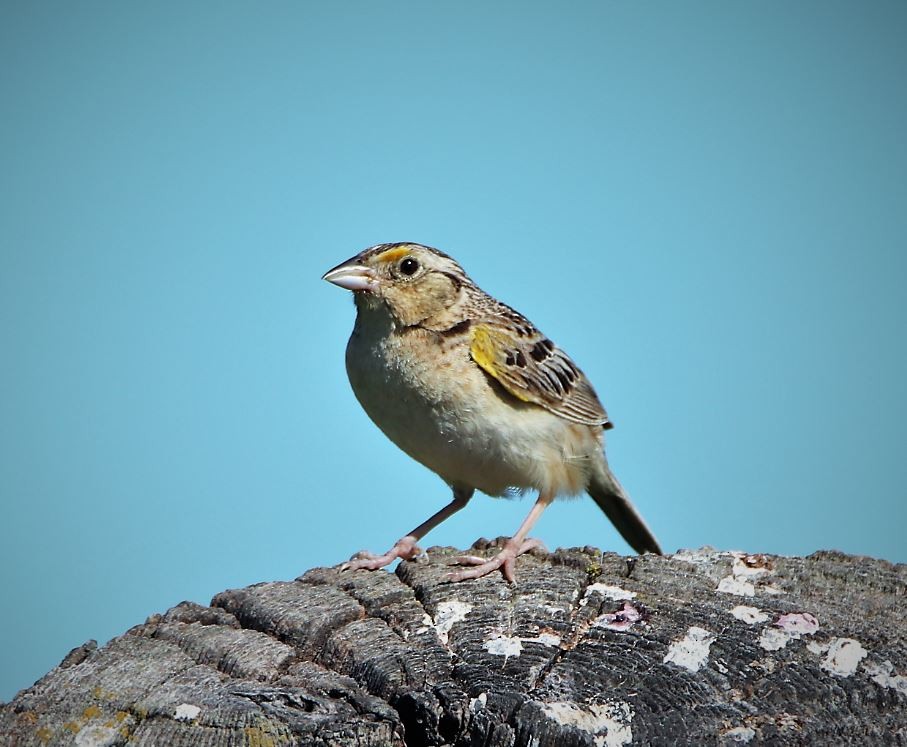 Grasshopper Sparrow - ML249457671