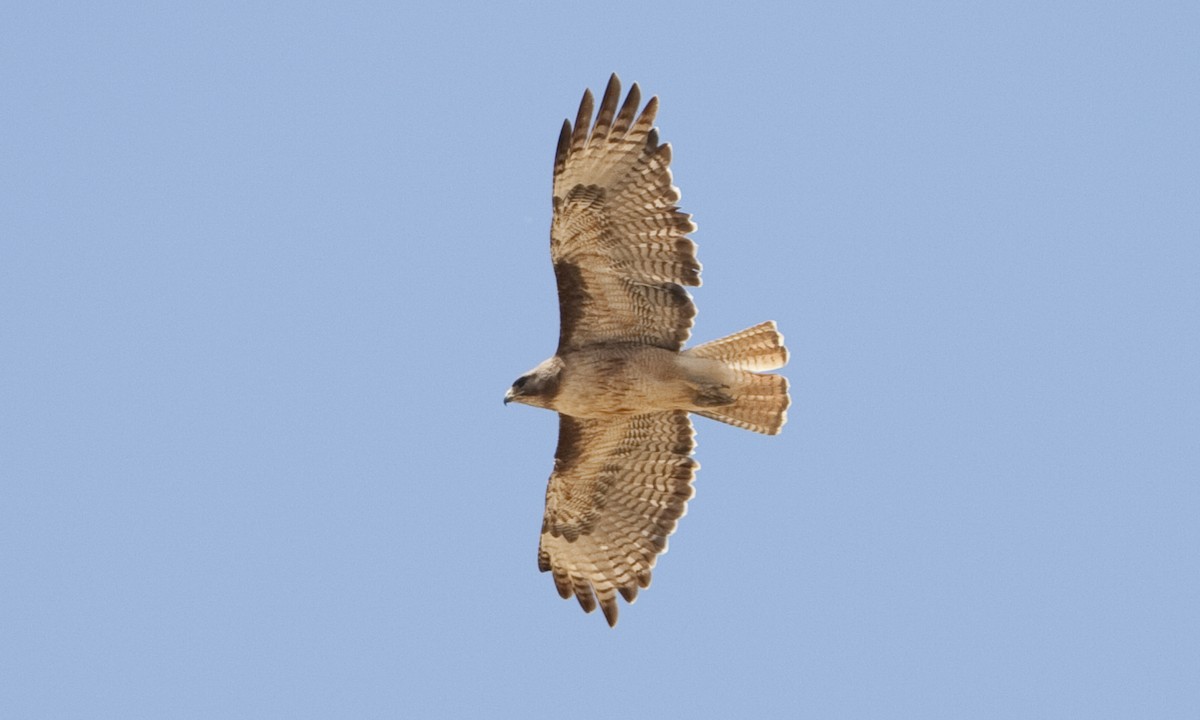 Red-tailed Hawk (calurus/alascensis) - ML249458181