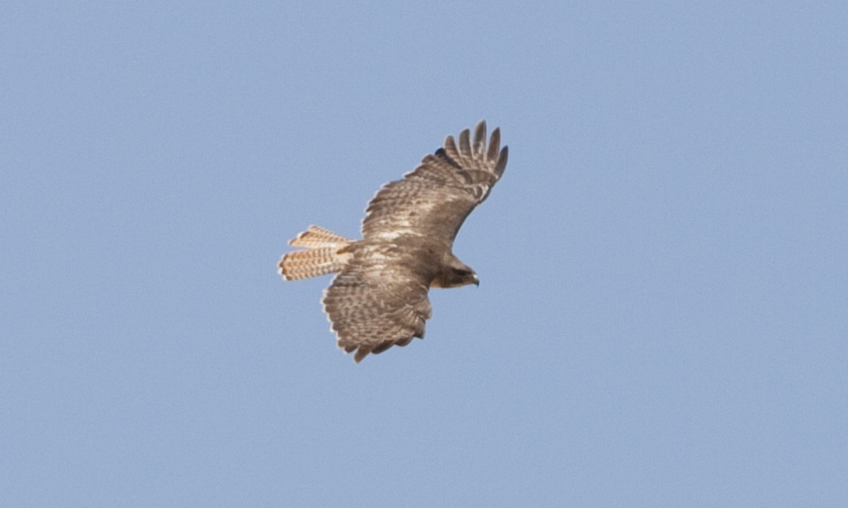 Red-tailed Hawk (calurus/alascensis) - ML249458201