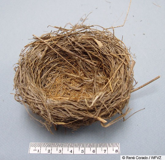Lark Bunting nest, Wyoming - Lark Bunting - 