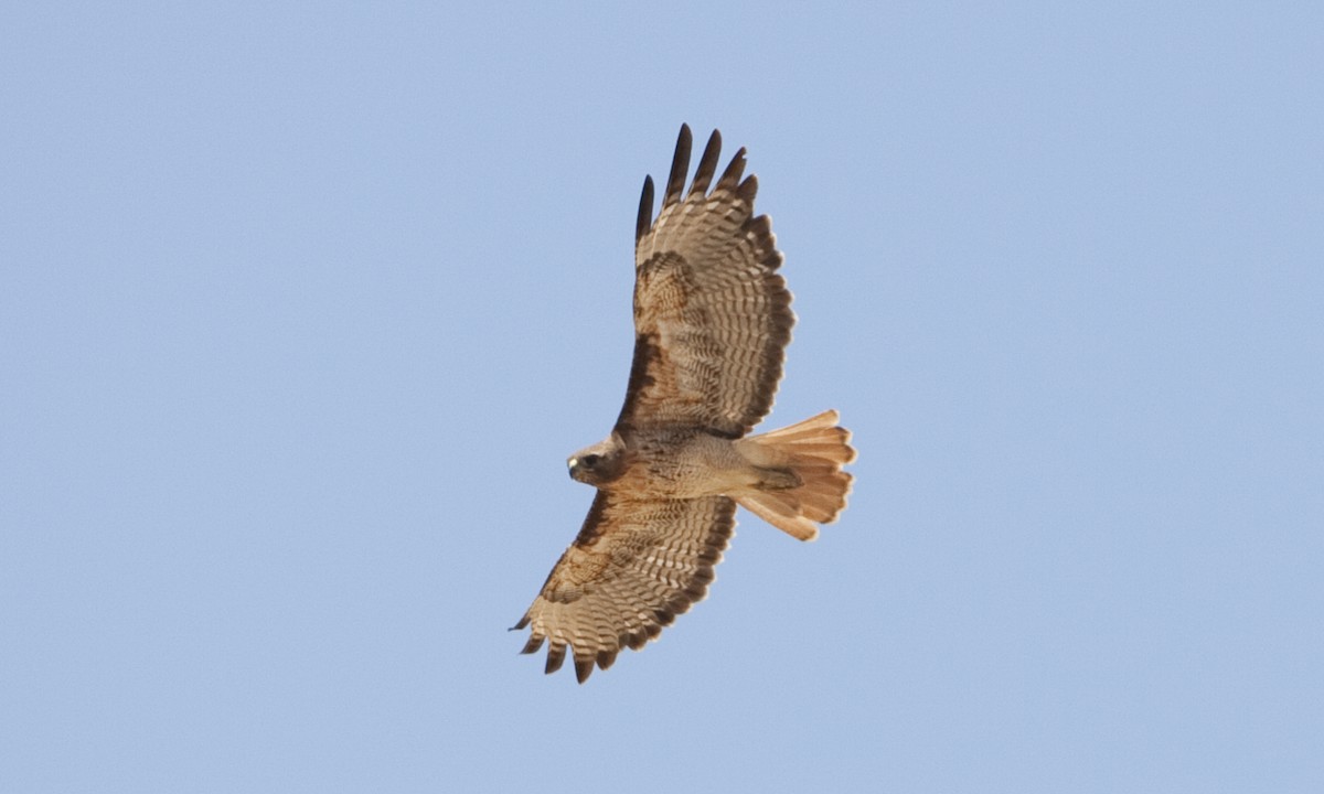 Red-tailed Hawk (calurus/alascensis) - ML249458441