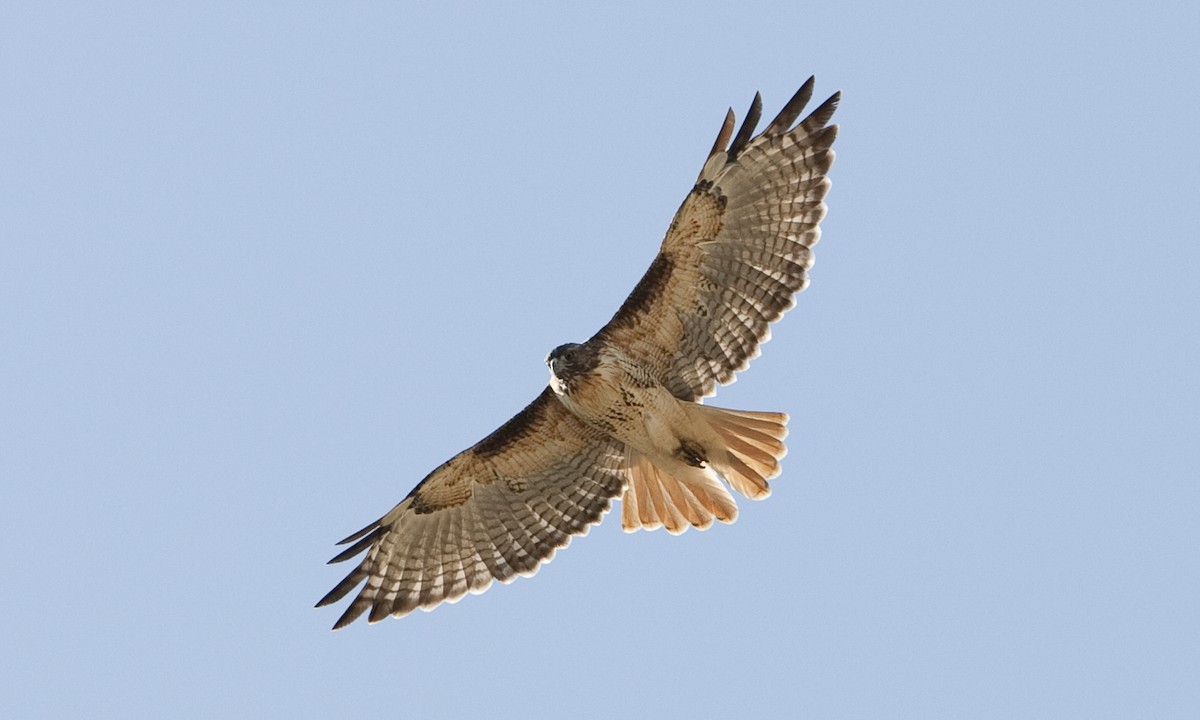 Red-tailed Hawk (calurus/alascensis) - ML249460511