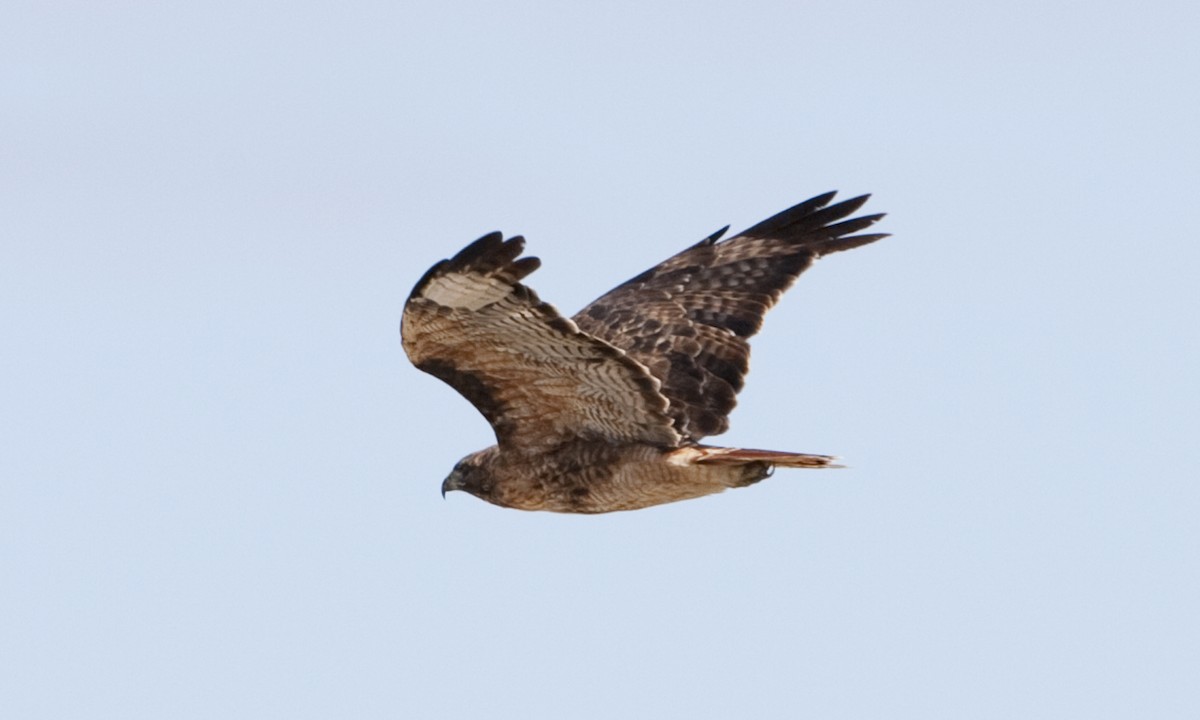 Red-tailed Hawk (calurus/alascensis) - ML249461081