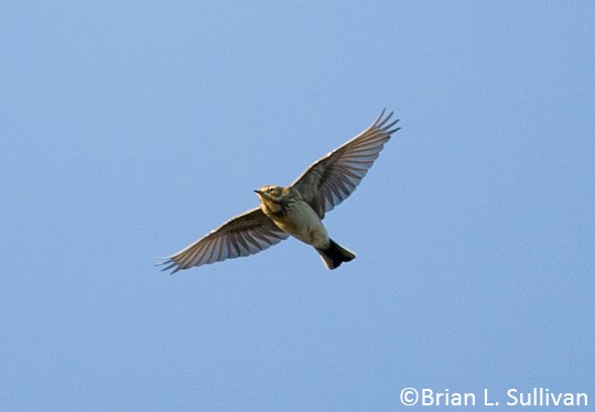 American Pipit In Flight