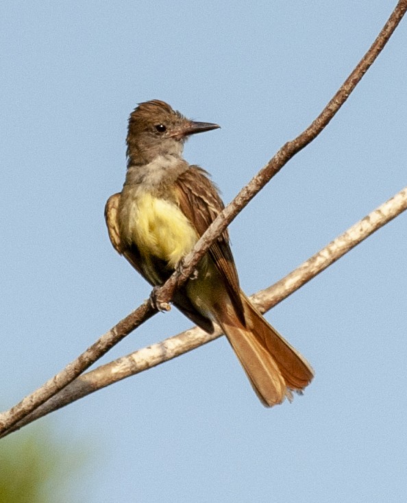 Great Crested Flycatcher - Melodi Roberts