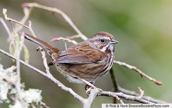 Appearance Song Sparrow Melospiza Melodia Birds Of The World