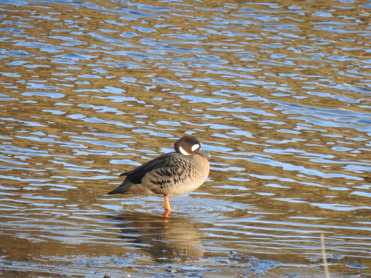 Spectacled Duck - ML249465071