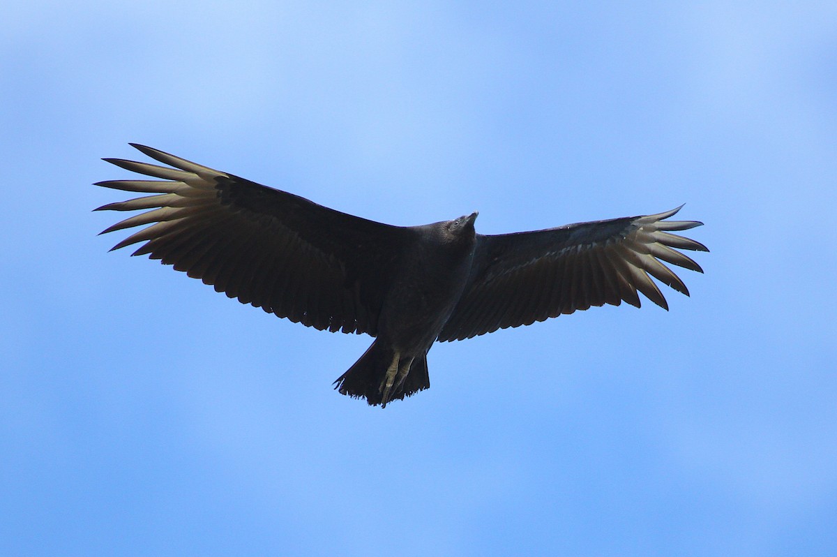 Black Vulture - Jerry Liguori