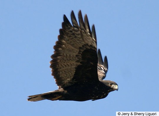 Adult dark-morph "Harlan's" Red-tailed Hawk, Cache Valley, Utah, December 2003. - Red-tailed Hawk - 