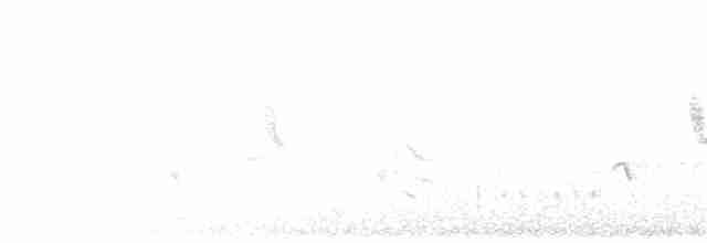 Патагонский мухолов - ML249469501