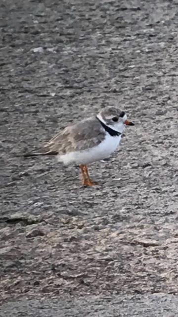 Piping Plover - Chris Runk