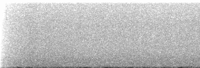 Mérulaxe argenté (argentifrons) - ML249471