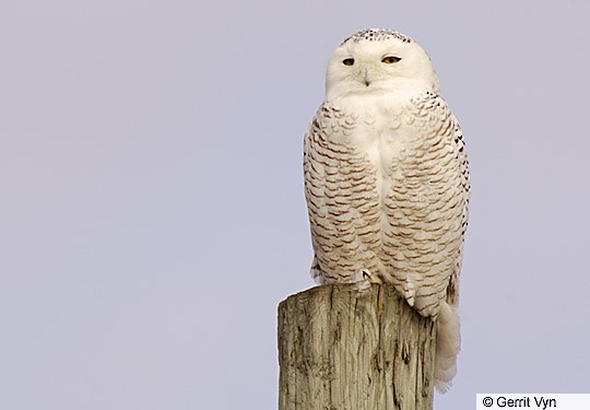 Presumed female Snowy Owl, Wolfe Island, ON, February. - Snowy Owl - 