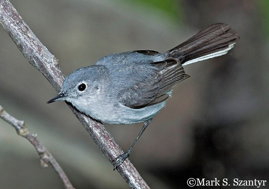 Blue-gray Gnatcatcher - ID, Facts, Diet, Habit & More