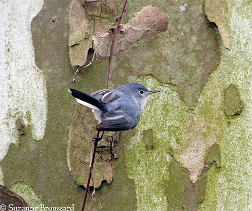 Blue-gray Gnatcatcher - ID, Facts, Diet, Habit & More