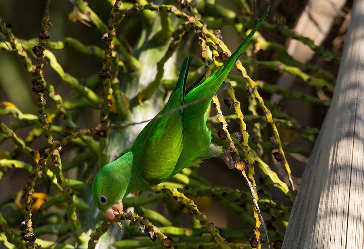 Plain Parakeet - LUCIANO BERNARDES