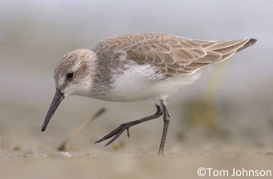 western sandpiper vs. semipalmated sandpiper