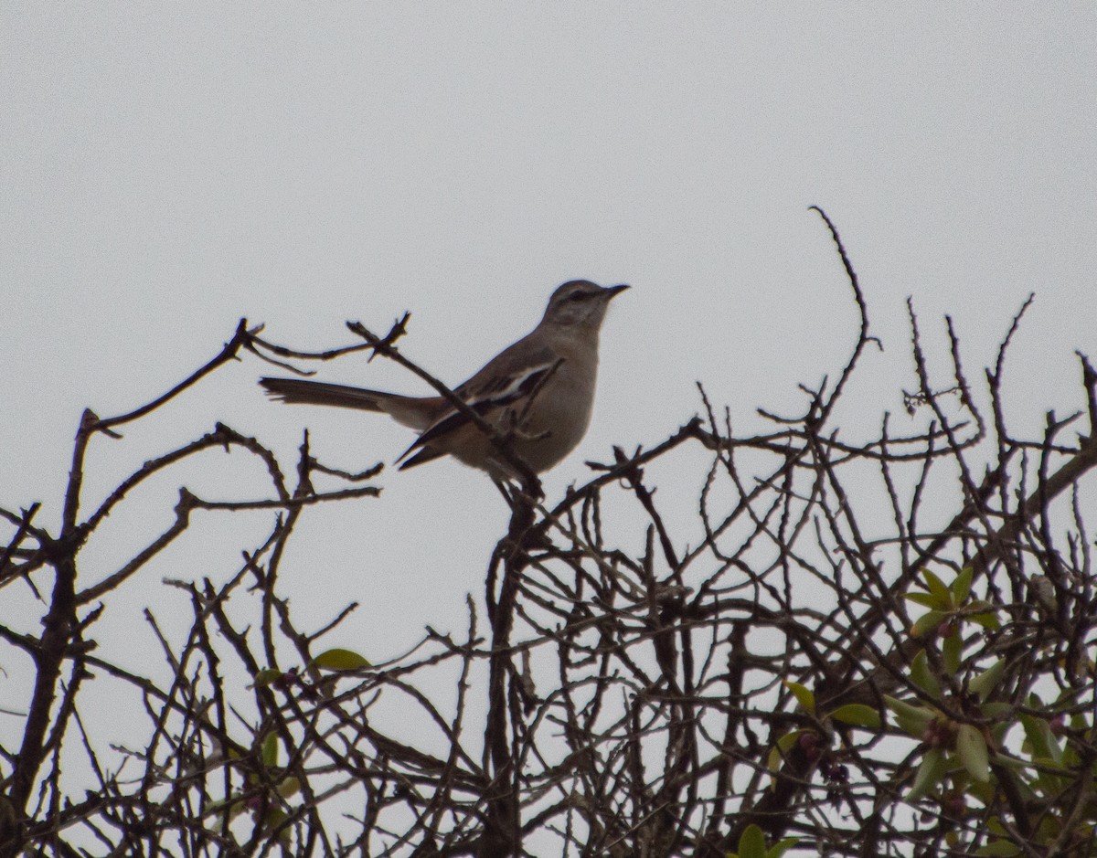 White-banded Mockingbird - ML249476441