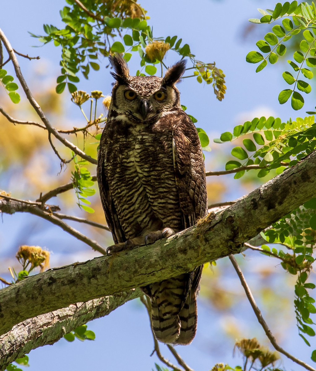 Great Horned Owl - ML249476701