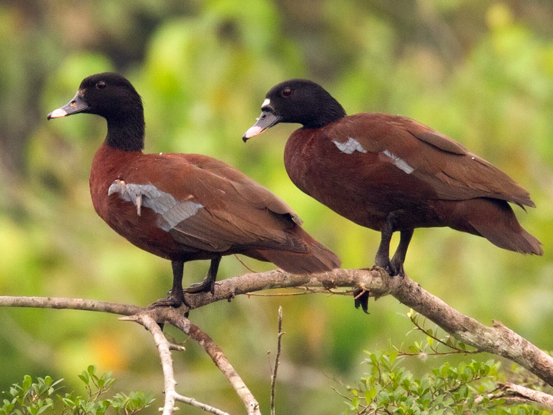 Hartlaub's Duck - Lars Petersson | My World of Bird Photography