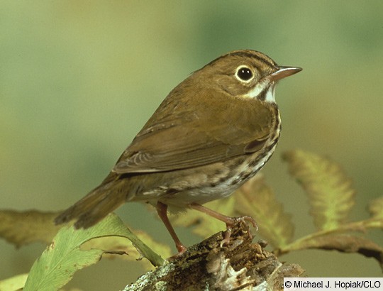 Ovenbird Overview, All About Birds, Cornell Lab of Ornithology