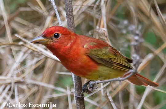 Photos - Summer Tanager - Piranga rubra - Birds of the World