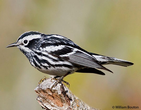 black and white warbler female
