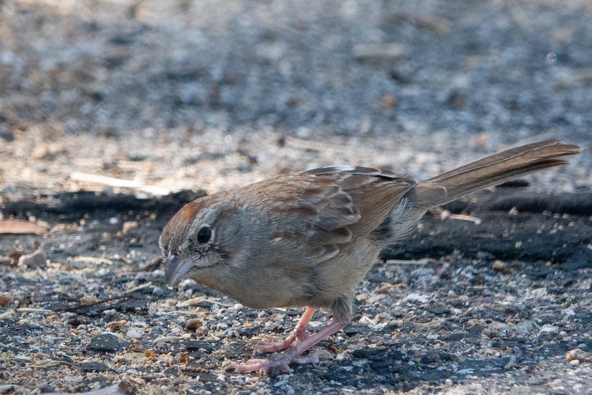 Rufous-crowned Sparrow - ML249479051