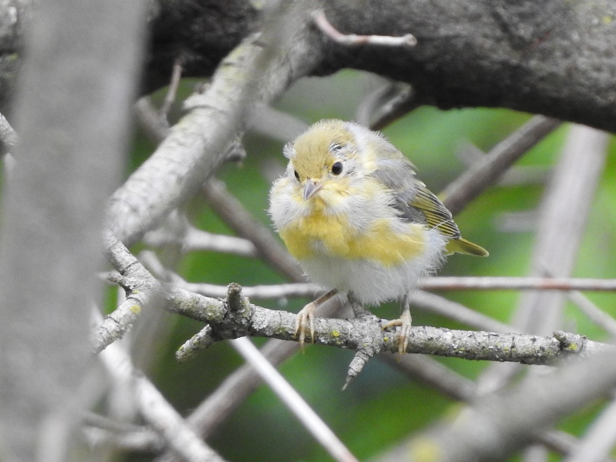 Yellow Warbler - Connor Smith
