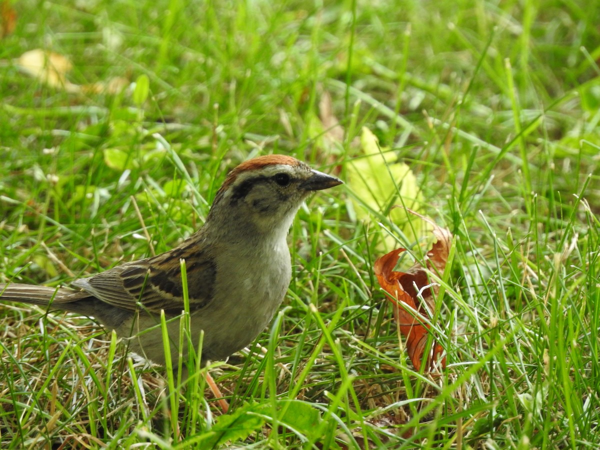 Chipping Sparrow - ML249481741