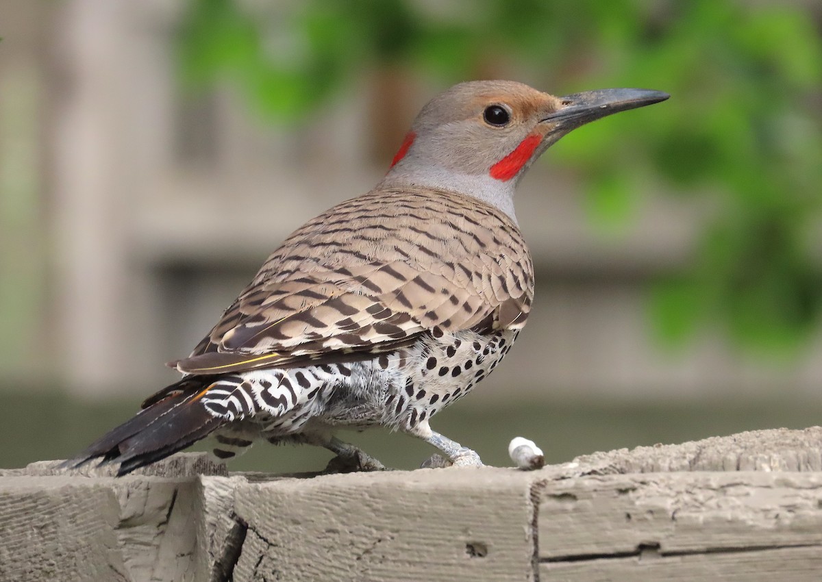Northern Flicker (Yellow-shafted x Red-shafted) - Ted Floyd